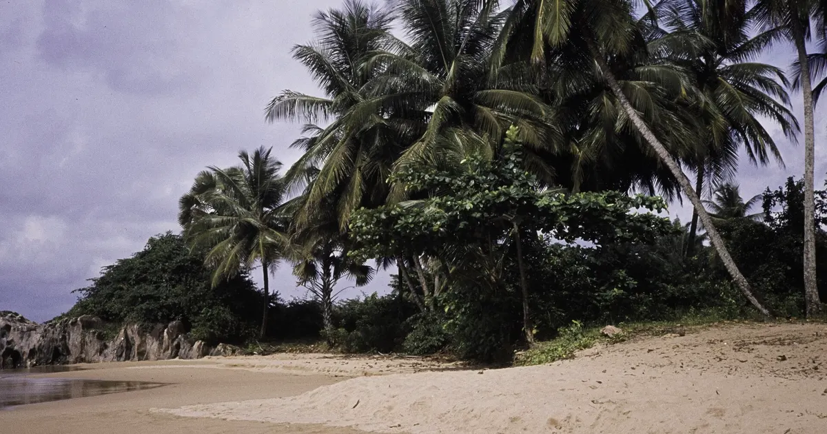 メリーランド郡の海岸とヤシの木(1979年)