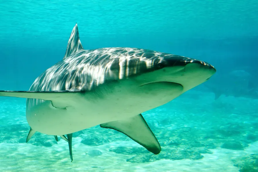 ゴールドコーストの水族館を泳ぐドタブカ