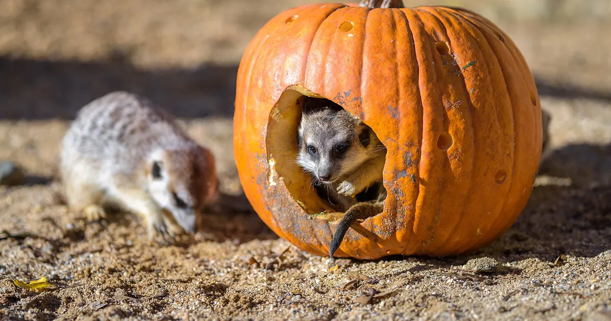 プラハ動物園でくり抜かれたカボチャの中から顔を覗かせるミーアキャット(イメージ)