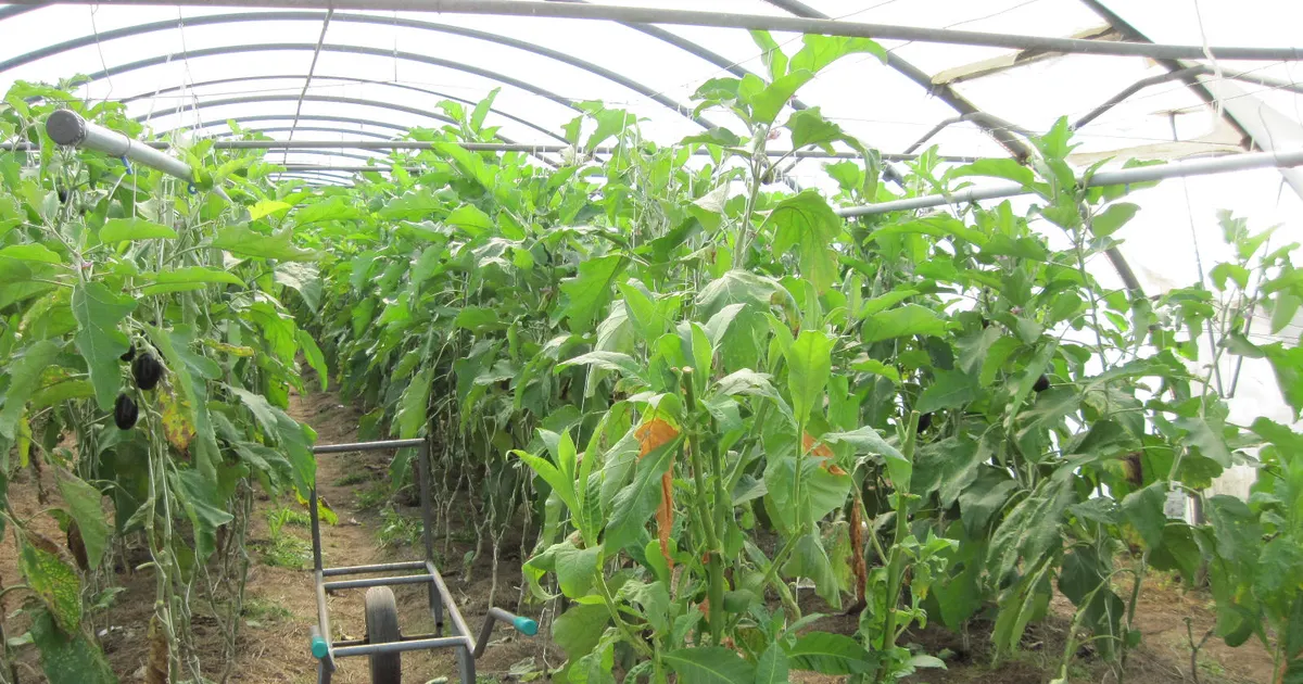 温室の中で丁寧に有機栽培される青々とした野菜苗の畝（イメージ）