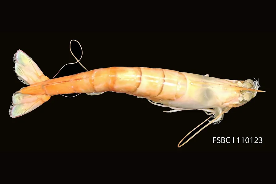 地中海で増殖が確認されている北米原産のブラウンシュリンプ(Penaeus aztecus)