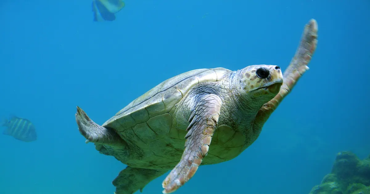 海中を悠然と泳ぐアカウミガメ(イメージ)(イメージ)